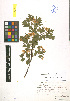  ( - LE-Za-09-3)  @11 [ ] CreativeCommons - Attribution Non-Commercial No Derivatives (2012) Roman Ufimov Komarov Botanical Institute, RAS