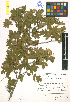  (Crataegus pentagyna - LE-Za-09-4)  @11 [ ] CreativeCommons - Attribution Non-Commercial No Derivatives (2012) Roman Ufimov Komarov Botanical Institute, RAS