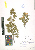  ( - LE-Za-10-26)  @11 [ ] CreativeCommons - Attribution Non-Commercial No Derivatives (2012) Roman Ufimov Komarov Botanical Institute, RAS
