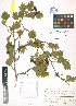  ( - LE-Za-11-107)  @11 [ ] CreativeCommons - Attribution Non-Commercial No Derivatives (2012) Roman Ufimov Komarov Botanical Institute, RAS