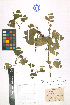  ( - LE-Ko-96-7)  @11 [ ] CreativeCommons - Attribution Non-Commercial No Derivatives (2012) Roman Ufimov Komarov Botanical Institute, RAS