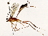  (Nonnus Malaise2941 - BIOUG64406-F07)  @11 [ ] CreativeCommons - Attribution (2022) CBG Photography Group Centre for Biodiversity Genomics