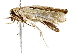  ( - BIOUG64407-C01)  @11 [ ] CreativeCommons - Attribution (2022) CBG Photography Group Centre for Biodiversity Genomics
