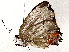  ( - BIOUG76504-H06)  @11 [ ] CreativeCommons - Attribution (2022) CBG Photography Group Centre for Biodiversity Genomics
