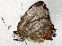  ( - BIOUG76504-H06)  @11 [ ] CreativeCommons - Attribution (2022) CBG Photography Group Centre for Biodiversity Genomics