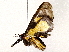  ( - BIOUG76504-H07)  @11 [ ] CreativeCommons - Attribution (2022) CBG Photography Group Centre for Biodiversity Genomics