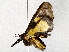  ( - BIOUG76504-H07)  @11 [ ] CreativeCommons - Attribution (2022) CBG Photography Group Centre for Biodiversity Genomics