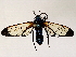  ( - BIOUG76505-A04)  @11 [ ] CreativeCommons - Attribution (2022) CBG Photography Group Centre for Biodiversity Genomics