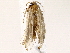  ( - BIOUG76505-A09)  @11 [ ] CreativeCommons - Attribution (2022) CBG Photography Group Centre for Biodiversity Genomics