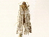  ( - BIOUG76505-A11)  @11 [ ] CreativeCommons - Attribution (2022) CBG Photography Group Centre for Biodiversity Genomics