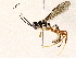  (Macrojoppa Malaise9782 - BIOUG76505-C05)  @11 [ ] CreativeCommons - Attribution (2022) CBG Photography Group Centre for Biodiversity Genomics