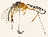  ( - BIOUG76505-D09)  @11 [ ] CreativeCommons - Attribution (2022) CBG Photography Group Centre for Biodiversity Genomics