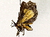  ( - BIOUG76506-B07)  @11 [ ] CreativeCommons - Attribution (2022) CBG Photography Group Centre for Biodiversity Genomics
