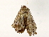  ( - BIOUG76506-B08)  @11 [ ] CreativeCommons - Attribution (2022) CBG Photography Group Centre for Biodiversity Genomics
