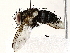  (Lixophaga Malaise3938 - BIOUG76506-D05)  @11 [ ] CreativeCommons - Attribution (2022) CBG Photography Group Centre for Biodiversity Genomics