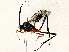  ( - BIOUG76506-D08)  @11 [ ] CreativeCommons - Attribution (2022) CBG Photography Group Centre for Biodiversity Genomics