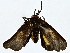  ( - BIOUG80142-B06)  @11 [ ] CreativeCommons - Attribution (2022) CBG Photography Group Centre for Biodiversity Genomics
