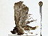  ( - BIOUG80142-H06)  @11 [ ] CreativeCommons - Attribution (2022) CBG Photography Group Centre for Biodiversity Genomics