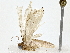  ( - BIOUG80142-H09)  @11 [ ] CreativeCommons - Attribution (2022) CBG Photography Group Centre for Biodiversity Genomics