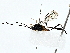  (cryptJanzen01 Malaise1314 - BIOUG80146-B05)  @11 [ ] CreativeCommons - Attribution (2022) CBG Photography Group Centre for Biodiversity Genomics