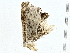 ( - BIOUG80151-C06)  @11 [ ] CreativeCommons - Attribution (2022) CBG Photography Group Centre for Biodiversity Genomics