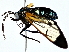  ( - BIOUG80152-B05)  @11 [ ] CreativeCommons - Attribution (2022) CBG Photography Group Centre for Biodiversity Genomics