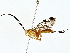  (Theronia Malaise4613 - BIOUG80153-C01)  @11 [ ] CreativeCommons - Attribution (2022) CBG Photography Group Centre for Biodiversity Genomics