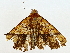  (Epitausa BioLep8738 - BIOUG80155-E03)  @11 [ ] CreativeCommons - Attribution (2022) CBG Photography Group Centre for Biodiversity Genomics