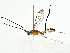  (cryptJanzen01 Malaise0761 - BIOUG80156-B03)  @11 [ ] CreativeCommons - Attribution (2022) CBG Photography Group Centre for Biodiversity Genomics