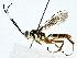  (ichneuMalaise01 Malaise0903 - BIOUG80156-E12)  @11 [ ] CreativeCommons - Attribution (2022) CBG Photography Group Centre for Biodiversity Genomics