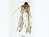  ( - BIOUG80156-H07)  @11 [ ] CreativeCommons - Attribution (2022) CBG Photography Group Centre for Biodiversity Genomics