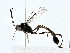 (ichMalaise01 Malaise4379 - BIOUG80157-D11)  @11 [ ] CreativeCommons - Attribution (2022) CBG Photography Group Centre for Biodiversity Genomics