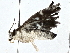  ( - BIOUG80165-C12)  @11 [ ] CreativeCommons - Attribution (2022) CBG Photography Group Centre for Biodiversity Genomics