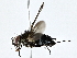  (Lixophaga Malaise4359 - BIOUG80165-G05)  @11 [ ] CreativeCommons - Attribution (2022) CBG Photography Group Centre for Biodiversity Genomics
