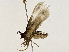  ( - BIOUG80166-E01)  @11 [ ] CreativeCommons - Attribution (2022) CBG Photography Group Centre for Biodiversity Genomics