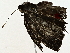  ( - BIOUG80172-D01)  @11 [ ] CreativeCommons - Attribution (2022) CBG Photography Group Centre for Biodiversity Genomics