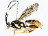  (Carinodes malaise7480 - BIOUG64409-F01)  @11 [ ] CreativeCommons - Attribution (2022) CBG Photography Group Centre for Biodiversity Genomics