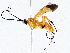  ( - BIOUG64409-G01)  @11 [ ] CreativeCommons - Attribution (2022) CBG Photography Group Centre for Biodiversity Genomics