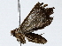  (erebidBioLep01 BioLep9996 - BIOUG64411-A12)  @11 [ ] CreativeCommons - Attribution (2022) CBG Photography Group Centre for Biodiversity Genomics