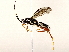  ( - BIOUG76506-G11)  @11 [ ] CreativeCommons - Attribution (2022) CBG Photography Group Centre for Biodiversity Genomics