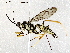  ( - BIOUG76506-H01)  @11 [ ] CreativeCommons - Attribution (2022) CBG Photography Group Centre for Biodiversity Genomics