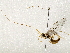  (Enicospilus maculipennisDHJ02 - BIOUG76506-H06)  @13 [ ] CreativeCommons - Attribution (2022) CBG Photography Group Centre for Biodiversity Genomics