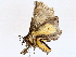  ( - BIOUG76508-A06)  @11 [ ] CreativeCommons - Attribution (2022) CBG Photography Group Centre for Biodiversity Genomics