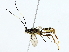  (ichneuMalaise01 Malaise5370 - BIOUG80163-G05)  @11 [ ] CreativeCommons - Attribution (2022) CBG Photography Group Centre for Biodiversity Genomics