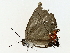  ( - BIOUG80164-D01)  @11 [ ] CreativeCommons - Attribution (2022) CBG Photography Group Centre for Biodiversity Genomics