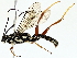  (Carinodes Malaise0859 - BIOUG80180-H06)  @11 [ ] CreativeCommons - Attribution (2022) CBG Photography Group Centre for Biodiversity Genomics