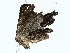  ( - BIOUG85253-D06)  @11 [ ] CreativeCommons - Attribution (2022) CBG Photography Group Centre for Biodiversity Genomics