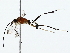  ( - BIOUG85253-G03)  @13 [ ] CreativeCommons - Attribution (2022) CBG Photography Group Centre for Biodiversity Genomics