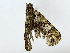  ( - BIOUG85253-G12)  @11 [ ] CreativeCommons - Attribution (2022) CBG Photography Group Centre for Biodiversity Genomics
