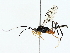  (crypMalaise01 Malaise2364 - BIOUG85254-C03)  @11 [ ] CreativeCommons - Attribution (2022) CBG Photography Group Centre for Biodiversity Genomics